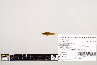 Notropis texanus image