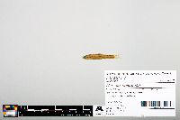 Notropis heterodon image