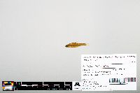 Notropis heterodon image