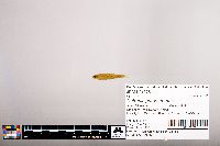 Notropis percobromus image