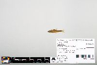 Notropis heterodon image