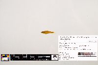 Notropis texanus image