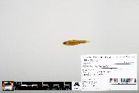 Notropis heterodon image