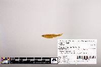 Notropis percobromus image