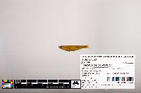 Notropis percobromus image