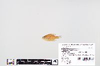 Lepomis macrochirus image