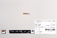 Esox lucius image