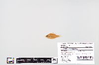 Lepomis macrochirus image