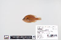 Lepomis macrochirus image