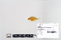 Lepomis macrochirus image
