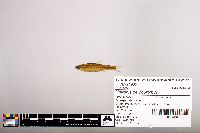 Notropis percobromus image