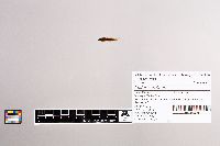 Cottus carolinae image