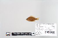 Lepomis macrochirus image