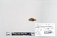 Lepomis macrochirus image
