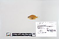 Lepomis macrochirus image