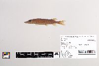 Esox lucius image