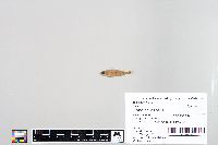 Perca flavescens image
