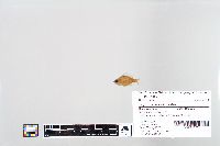 Lepomis macrochirus image