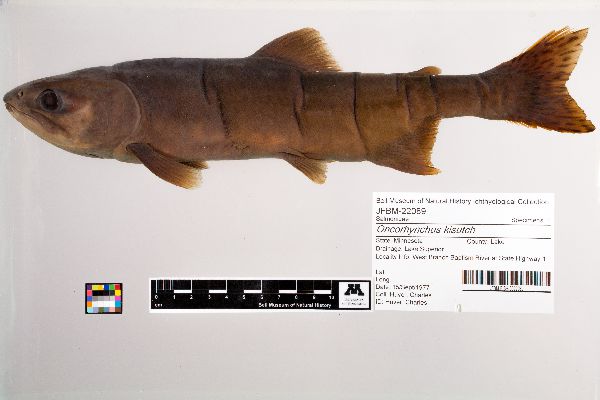 Oncorhynchus kisutch image