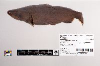 Oncorhynchus nerka image