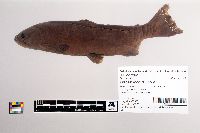 Oncorhynchus nerka image
