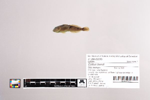 Cottus image