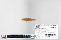 Cyprinella spiloptera image