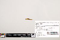 Notropis texanus image