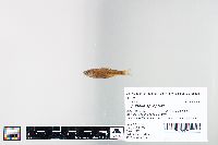 Cyprinella spiloptera image
