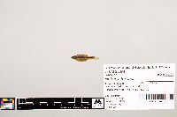 Notropis texanus image