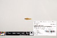 Notropis texanus image