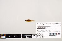 Notropis texanus image