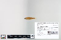 Cyprinella spiloptera image