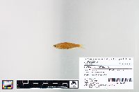 Cyprinella spiloptera image