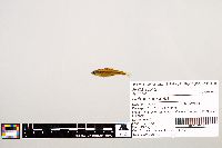 Notropis texanus image