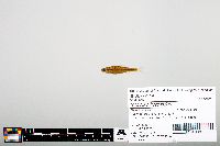 Notropis heterodon image