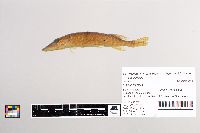 Esox lucius image