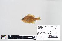 Lepomis gibbosus image
