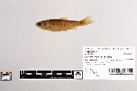 Oncorhynchus mykiss image