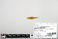 Notropis heterodon image