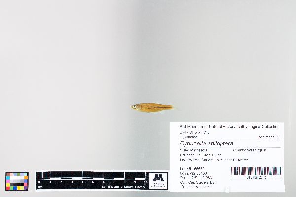 Cyprinella spiloptera image