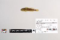 Cottus cognatus image