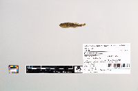Cottus cognatus image