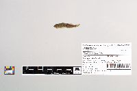 Cottus cognatus image