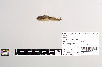 Cottus cognatus image