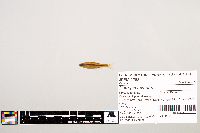 Notropis texanus image