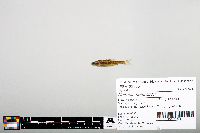 Notropis heterodon image