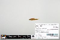 Notropis heterodon image