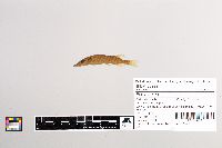 Esox lucius image