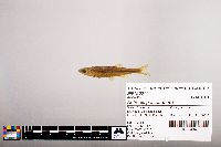 Notropis percobromus image